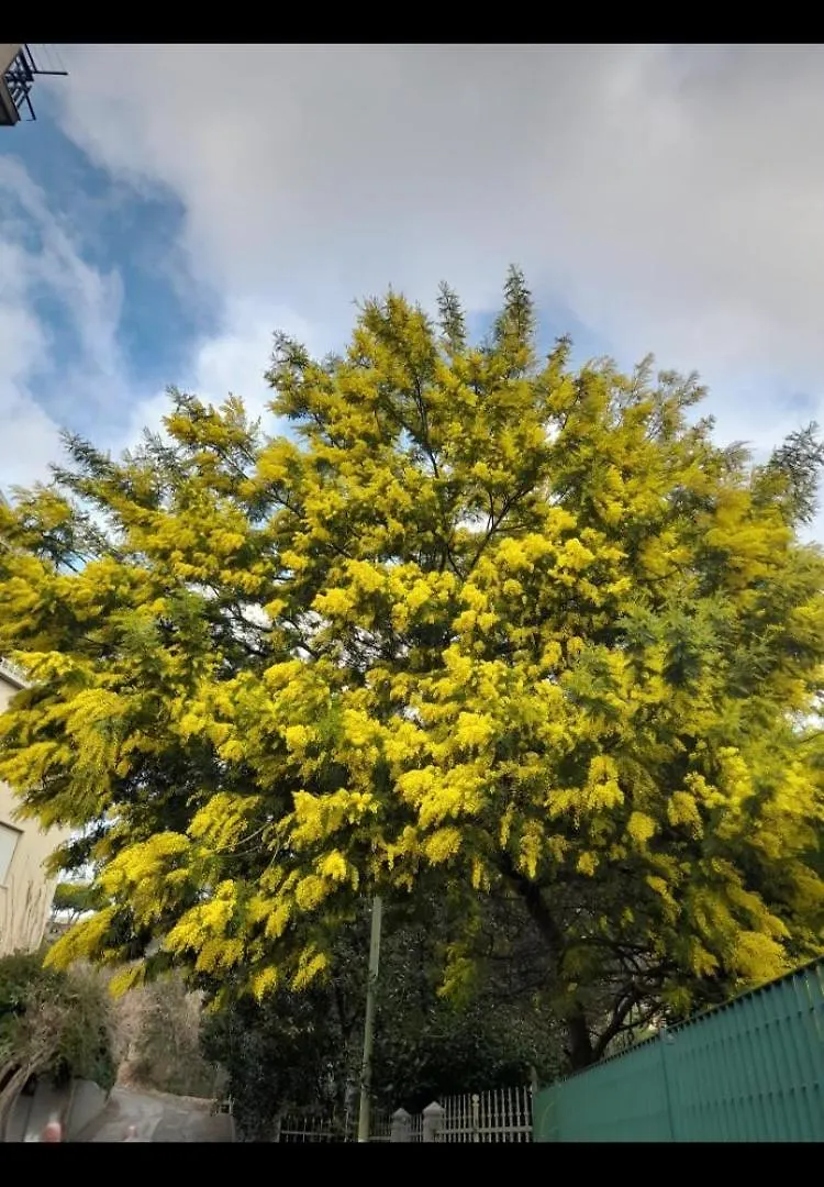 דירות אלביסולה סופריורה La Mimosa 0*,  איטליה